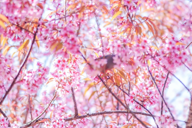 Pink Cherry Blosssom y hojas amarillas con cielo azul