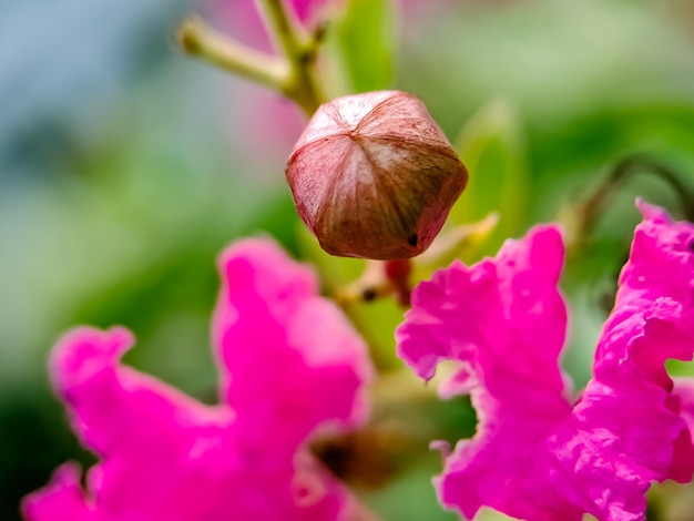 Pink Crepe Myrtle Crape Blütenblätter und Staubblätter