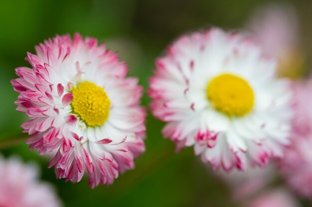 Pink Daisy Blumen Nahaufnahme gegen grünes Gras mit selektivem Fokus und verschwommenem Hintergrund