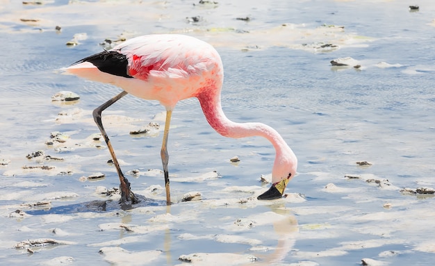 Pink Flamingo está caminando en la laguna Hedionda en Bolivia América del Sur