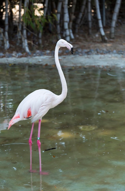 Pink Flamingo en el estanque