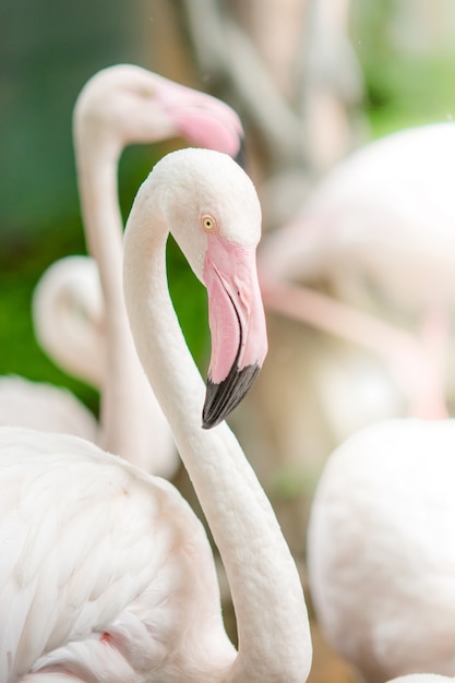 Pink Flamingo-Nahaufnahme, es hat eine schöne Färbung von Federn
