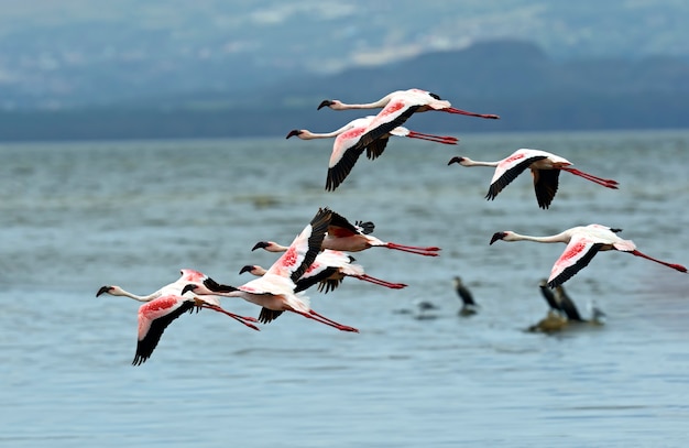 Pink flamingos no lago nakuru em seu habitat natural. quênia.