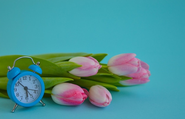 Pink fünf Tulpen und Wecker Nahaufnahme auf blauem Hintergrund