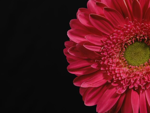 Pink Gerbera Daisy in der Nahaufnahme Foto