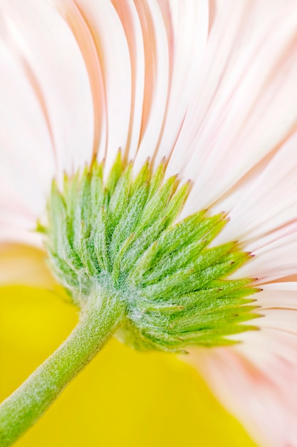 Pink gerbera daisy