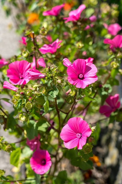 Pink Hibiscus florece en un jardín en Rumania