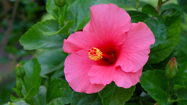 Pink Hibiscus Flower