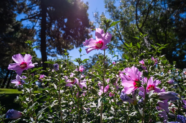 Pink hibiscus syriacus floreciendo en casanombres comunes como rosa de sharon y ketmia siria