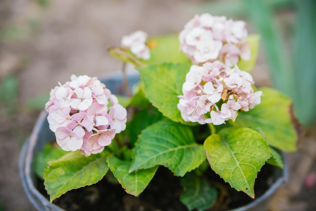 Pink Hydrangea Blume Nahaufnahme auf dem Hintergrund der natürlichen Blätter Ein rosa Hortensienbusch in voller Blüte im Frühlingsgarten Elegante rosafarbene Hochzeitshortensie