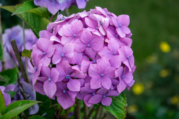 Pink Hydrangea en plena floración en un jardín inglés