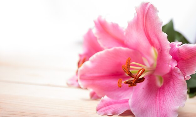 Pink lilly flower