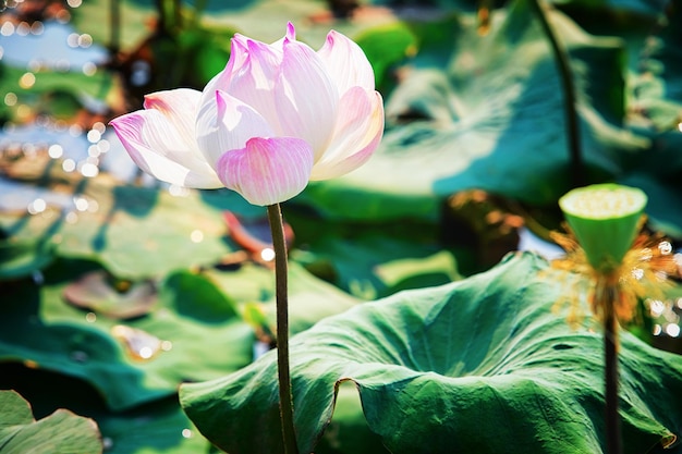 Pink Lotus Blumenfeld und Farm in Siem Reap, Kambodscha.