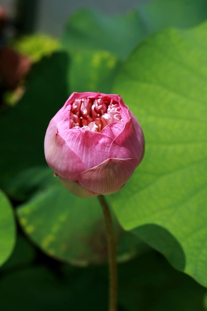 Pink Lotus de cerca en el lago