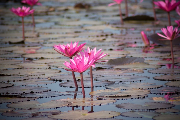 Pink Lotus florece en el estanque