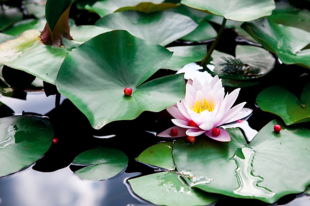 Pink Lotus y hojas en un estanque