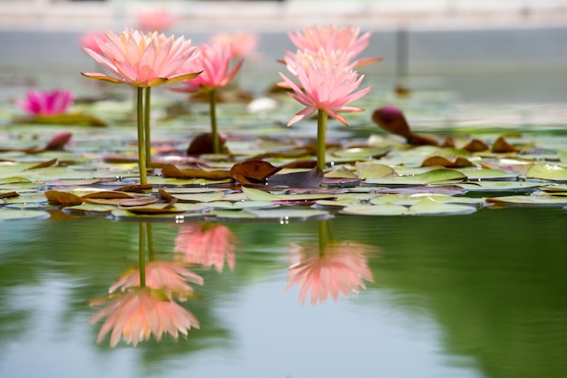 Pink Lotus Wasserlilien im Teich