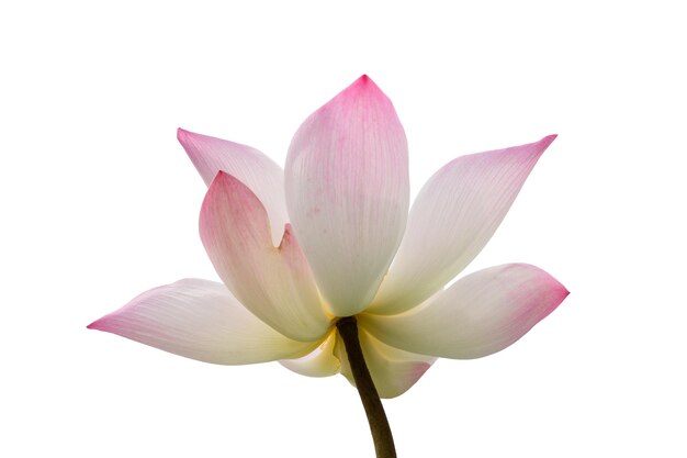 Pink Lotus