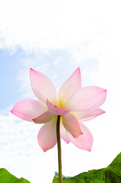 Pink Lotus