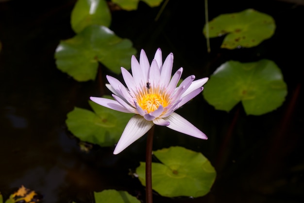 Pink Lotus