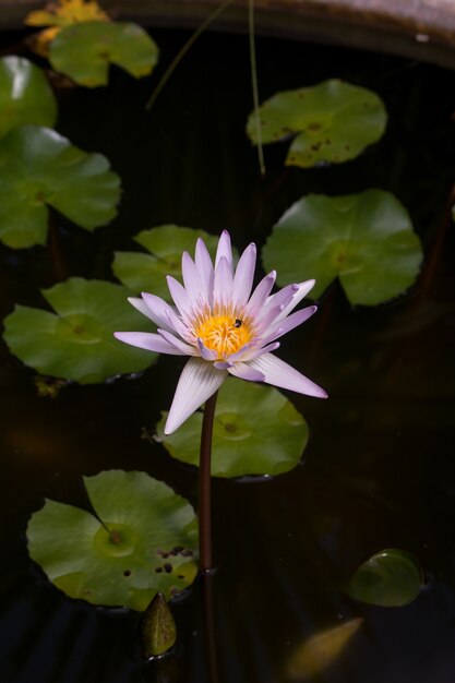 Pink Lotus