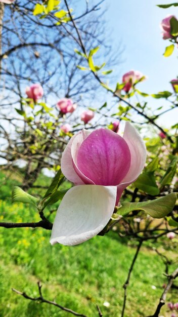 Pink Magnolia Blüten in der Nähe Blütenbaum im Frühling Magnoliablüten