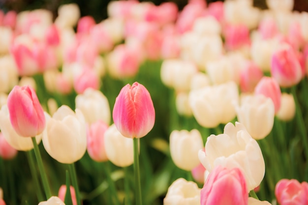 Pink mit bunten Tulpen.