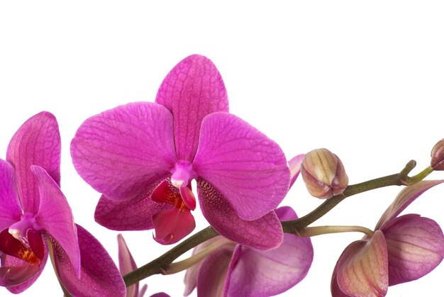 Pink Orchid