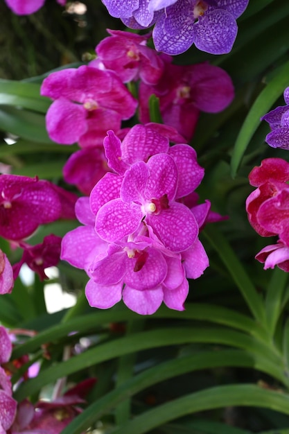 Foto pink orchidee in blüte von fokus auf der mitte der blume