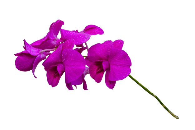 Pink Orchidee, isoliert auf weißem Hintergrund für ein Kunstwerk