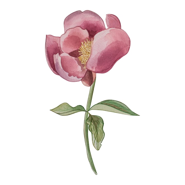 Pink Peony Stamm grüne Blütenblätter Blume Die Illustration ist in Aquarell auf weißem Hintergrund gemalt