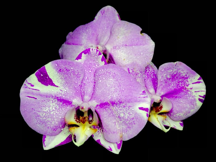 Pink Phalaenopsis o Moth dendrobium Orchid flor en invierno o primavera jardín tropical