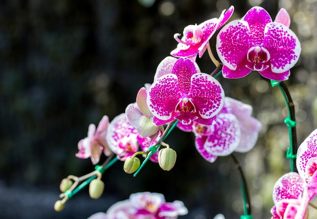 Pink phalaenopsis orchid flower