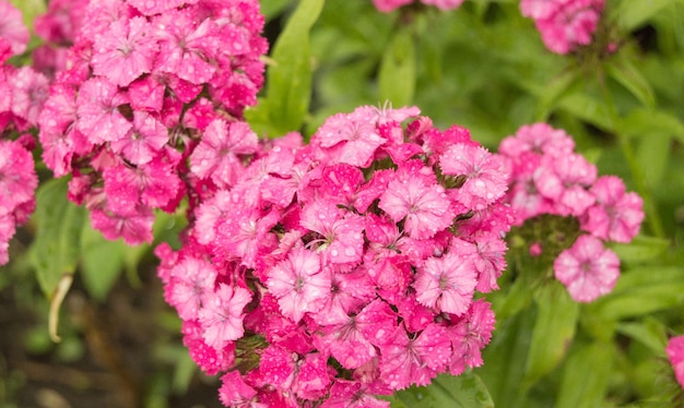 Pink Phlox flower - género de plantas herbáceas con flores con un hermoso bokeh, enfoque selectivo.