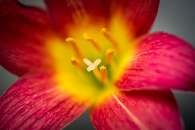 Pink rain lily no jardim estava florescendo sob a luz da manhã