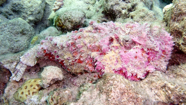 Foto pink reef stonefish (synanceia verrucosa) en el mar rojo, eilat, israel