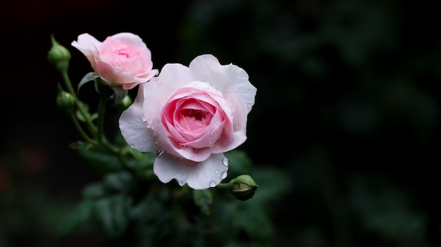 Pink Rose Blume mit Regentropfen auf schwarzem HintergrundCloseUp Of Wet Pink Rose