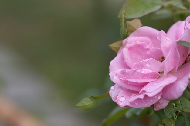 Pink Rose están en plena floración en la mañana