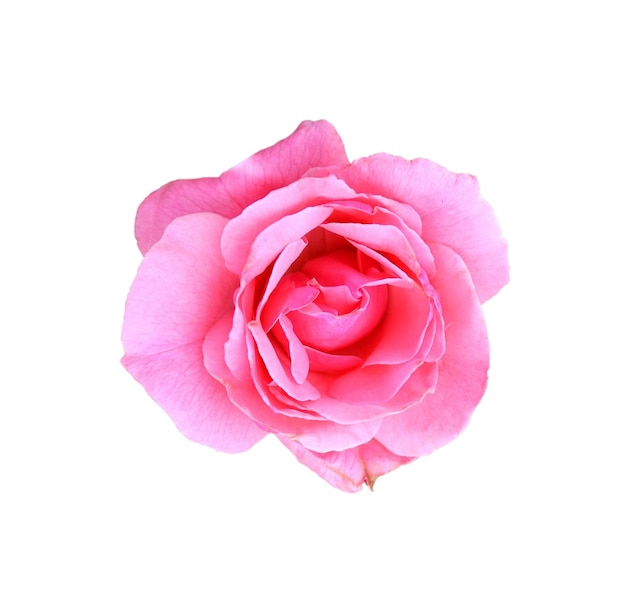 Pink Rose