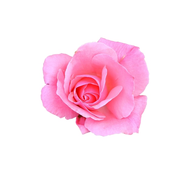 Pink rose