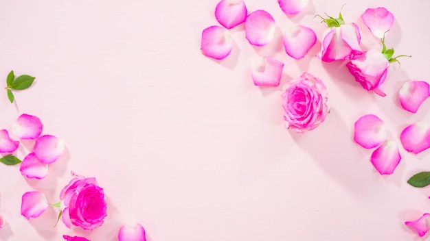 Pink roses