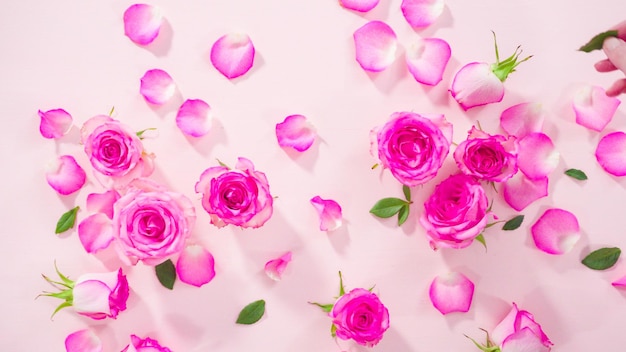 Pink roses