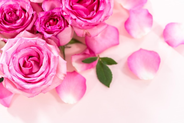 Pink Roses