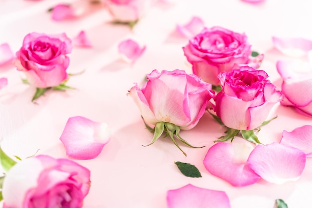 Pink Roses