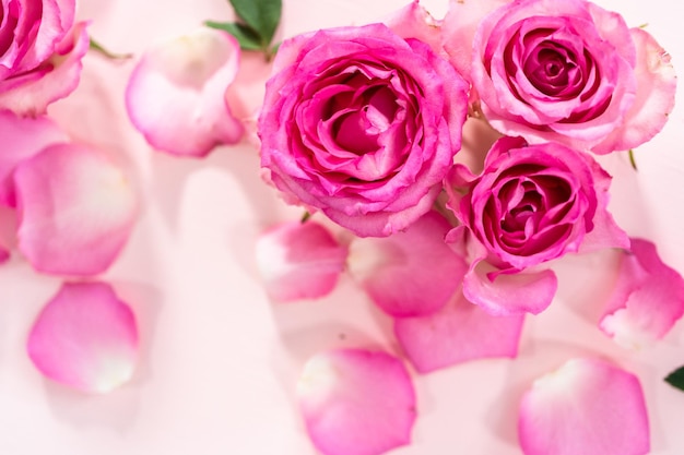 Pink roses