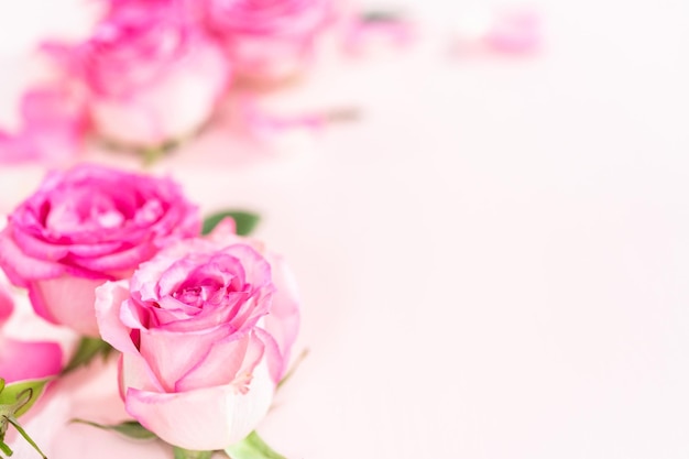 Pink Roses