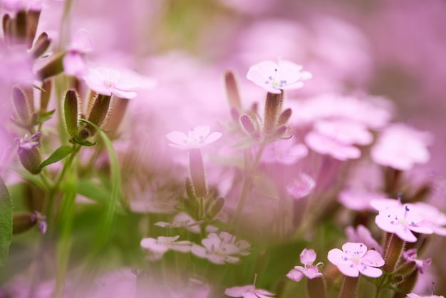 Foto pink saponaria ocymoides en el soleado día de primavera