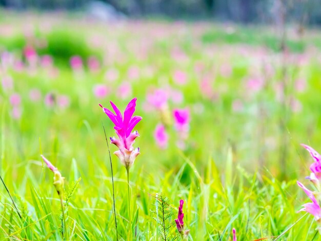 Pink Siam Tulip field pedales de color dulce flor rodeada de campo verde en Tailandia