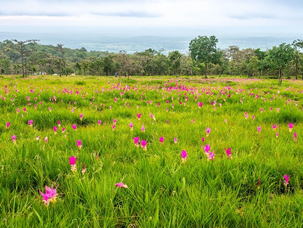 Pink Siam Tulip field pedales de color dulce flor rodeada de campo verde en Tailandia