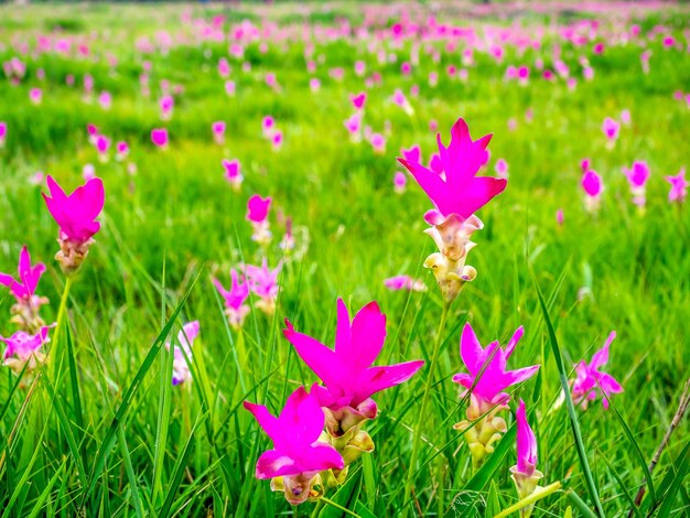 Pink Siam Tulip field pedales de color dulce flor rodeada de campo verde en Tailandia